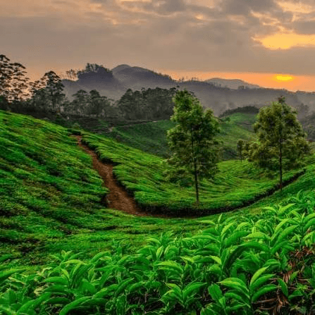 Travel photo from Kerala Hills, Backwaters & Beaches