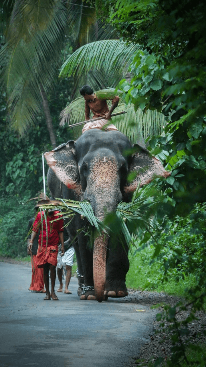 Travel photo from Kerala Hills, Backwaters & Beaches