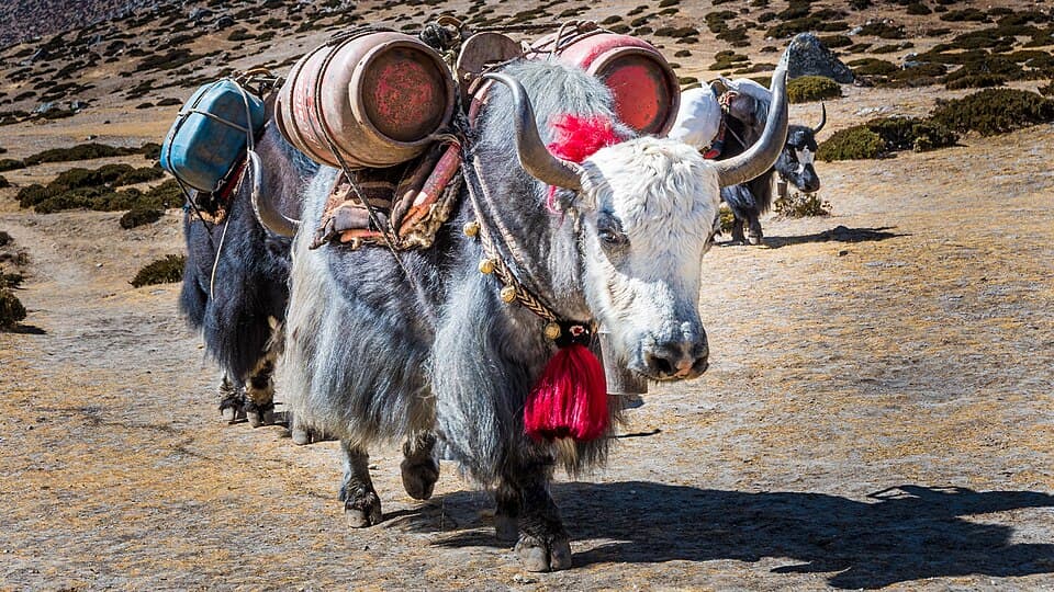 Nepal Tour — Kathmandu, Chitwan & Pokhara — 7